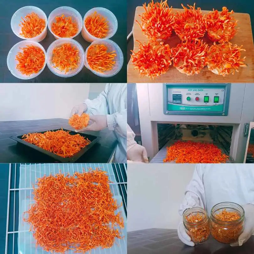 KEEDAJADI Cordyceps militaris Divya Rawat The Mushroom Lady