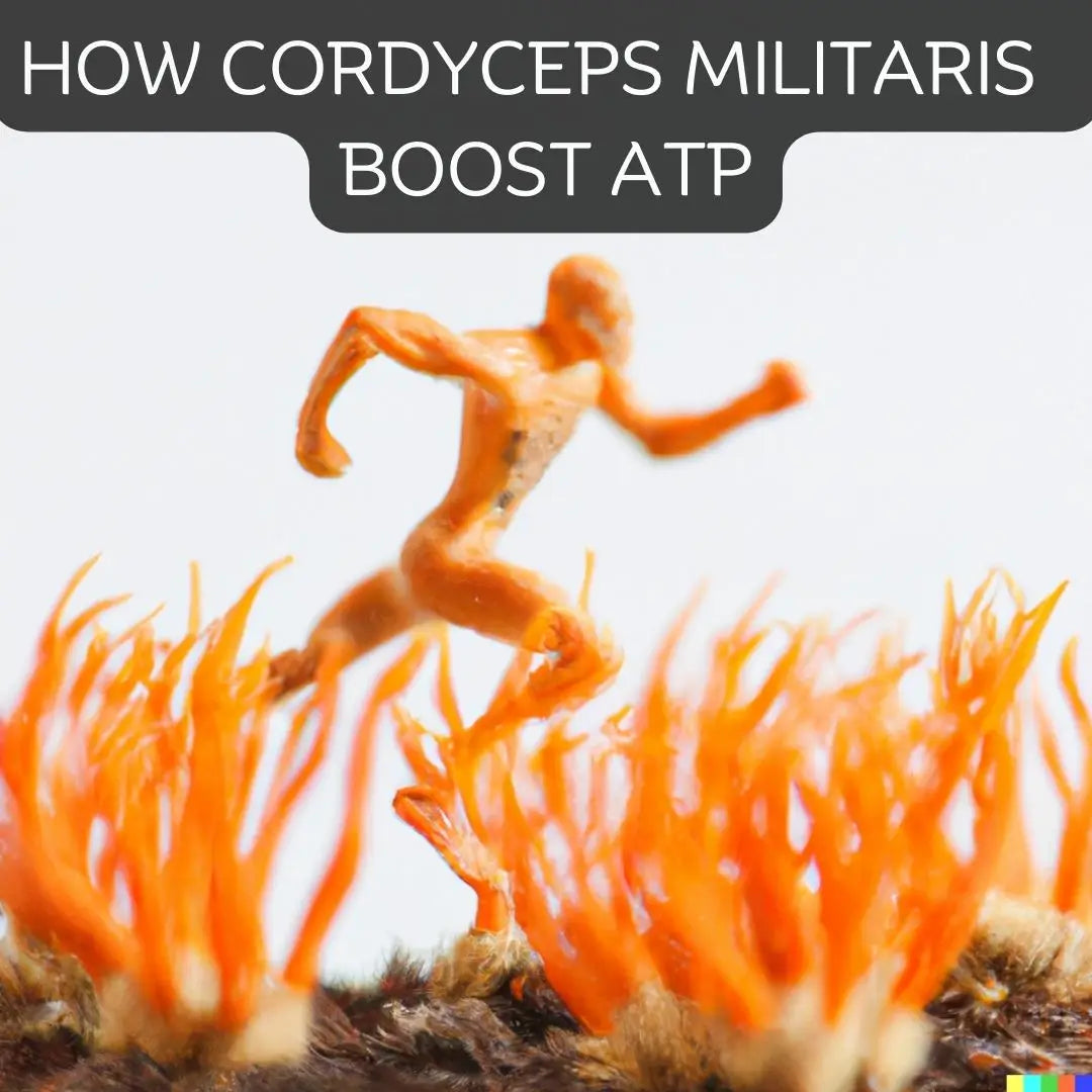 Keedajadi Cordyceps militaris: Supporting ATP Boost for Enhanced Performance