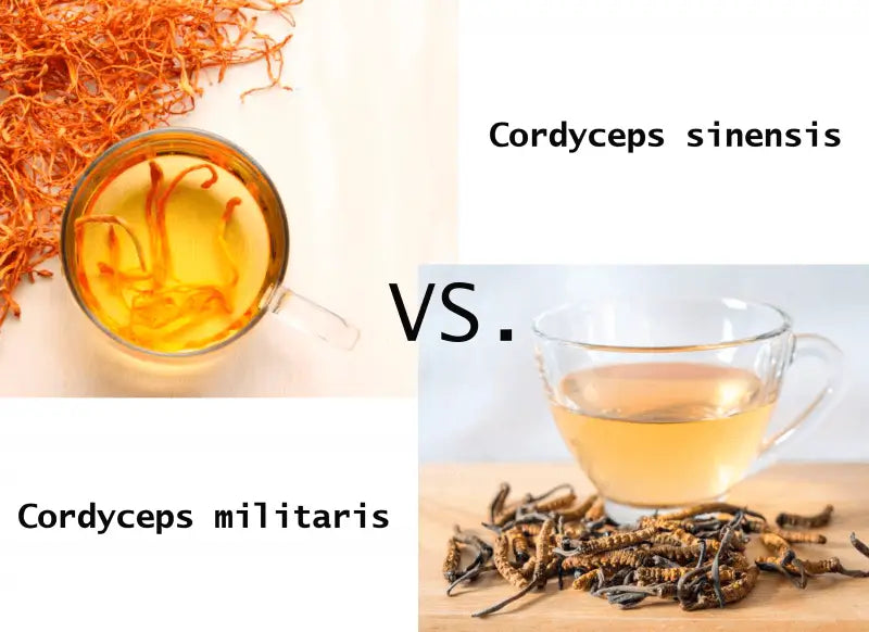 What’s The Difference Between Cordyceps Militaris And Cordyceps Sinensis?