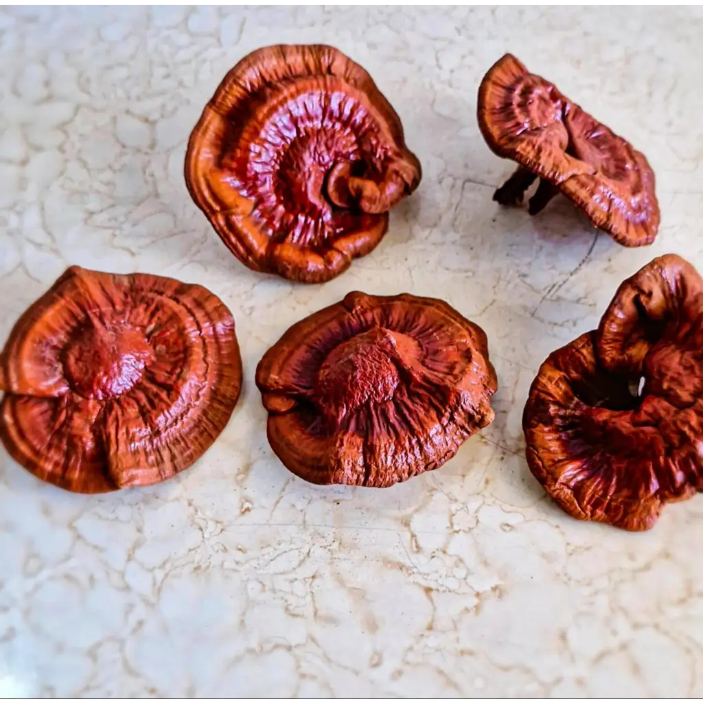 Dry Ganoderma Lucidium Mushroom 5kg Dry Ganoderma Lucidum