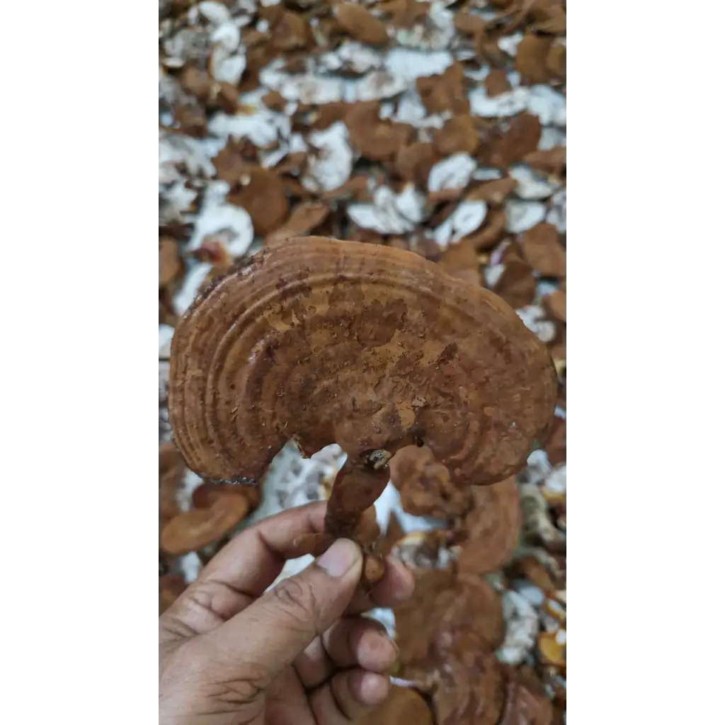 Dry Ganoderma Lucidium Mushroom 5kg Dry Ganoderma Lucidum