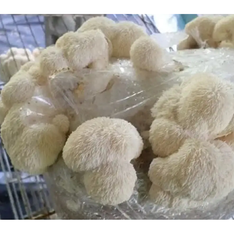 Dry Lion’s Mane Mushroom (Hericium erinaceus) 5Kg Dry Lions