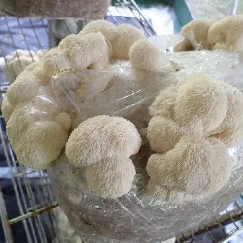 Dry Lion’s Mane Mushroom (Hericium erinaceus) 5Kg Dry Lions