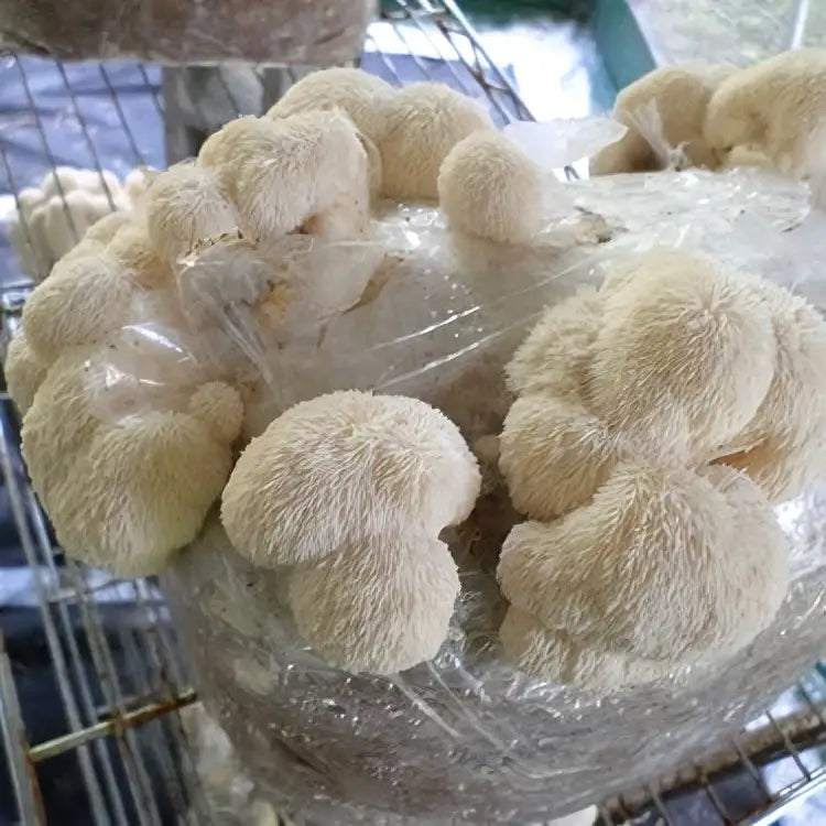 Dry Lion’s Mane Mushroom (Hericium erinaceus) 5Kg Dry Lions