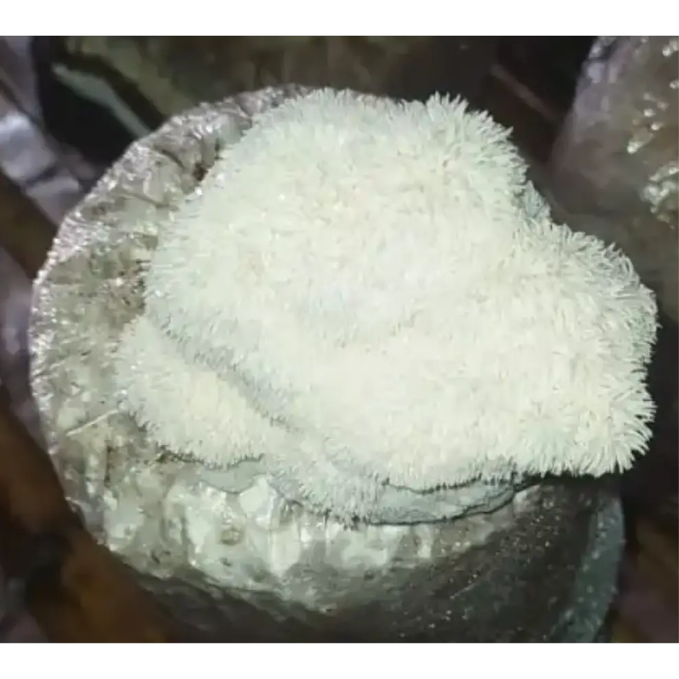 Dry Lion’s Mane Mushroom (Hericium erinaceus) 5Kg Dry Lions