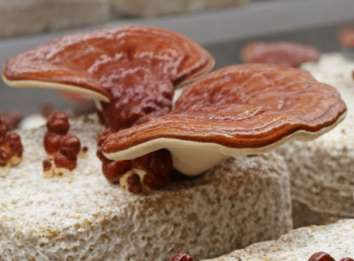 Ganoderma lucidum (Reishi) growing on supplemented sawdust blocks