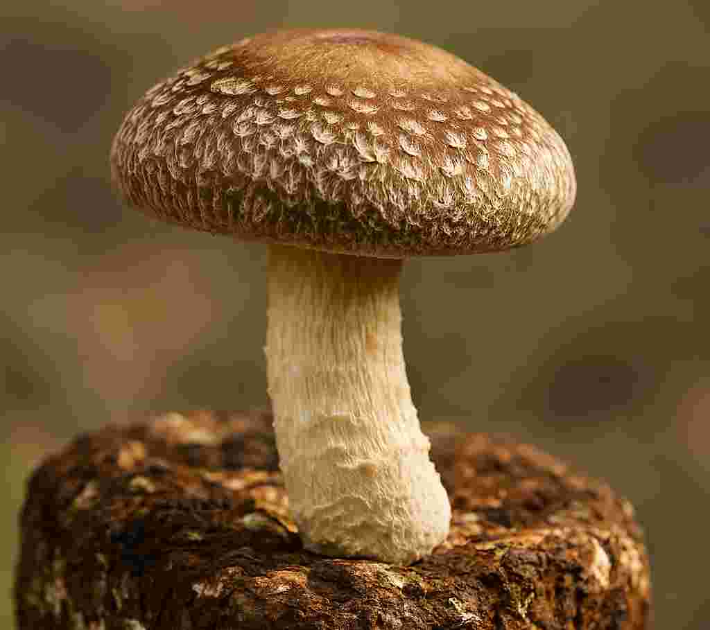 Shiitake mushrooms with characteristic brown caps