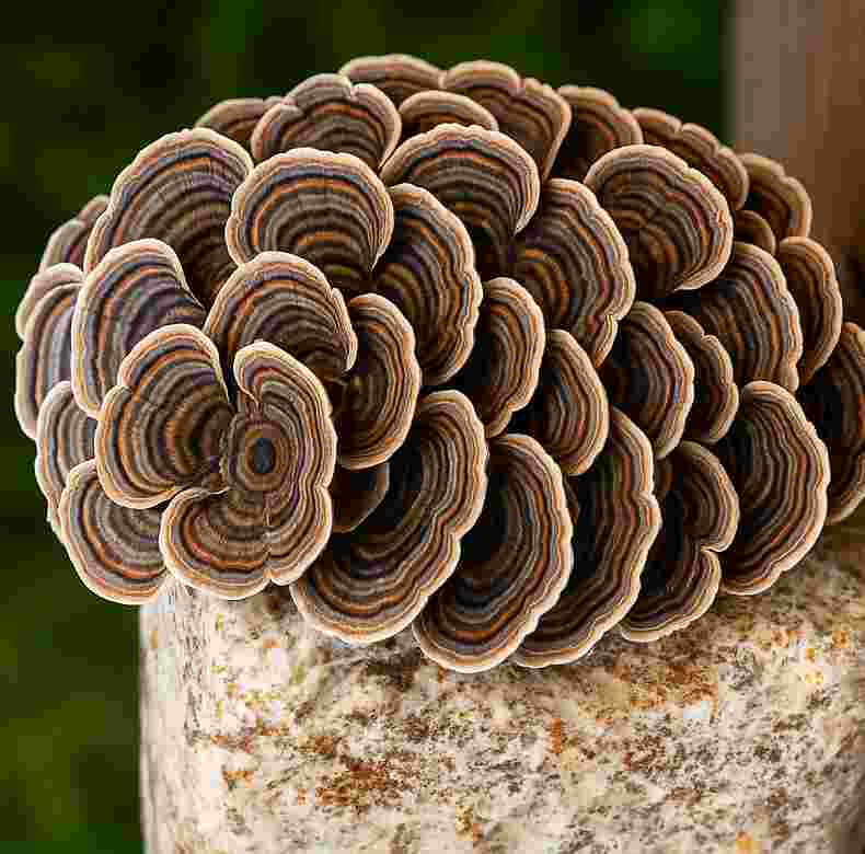 Turkey Tail mushroom with colorful concentric bands